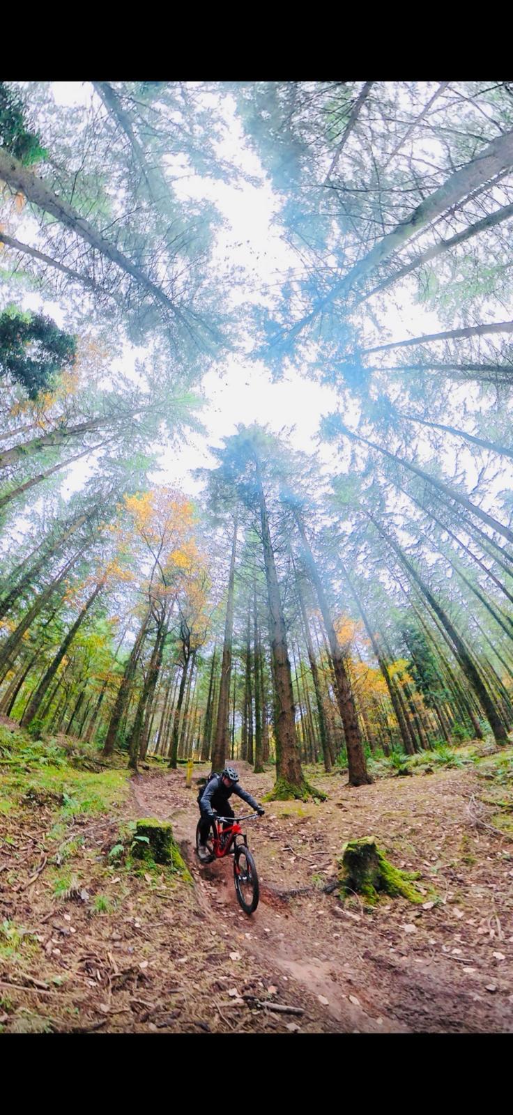Forest of Dean
